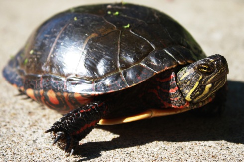 Turtle! | The Sallie Post